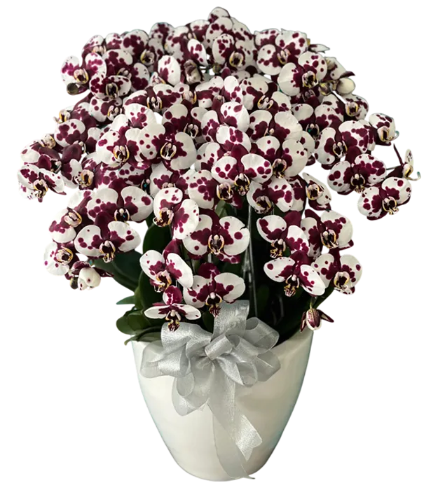 rangkaian-bunga-anggrek-vas-7-premium-orchids-jakarta-chiara-florist1