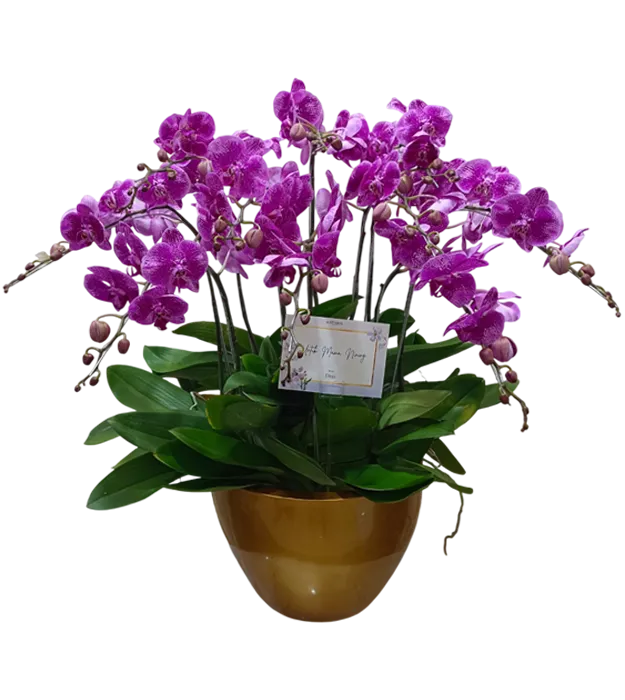 rangkaian-bunga-anggrek-vas-10-premium-purple-orchids-jakarta-chiara-florist1