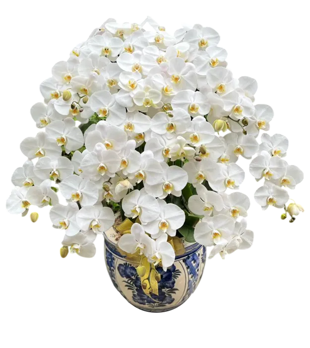 rangkaian-bunga-anggrek-vas-10-white-orchids-jakarta-chiara-florist1