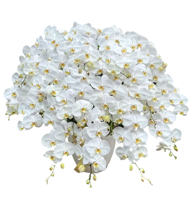 rangkaian-bunga-anggrek-vas-15-orchids-jakarta-chiara-florist1