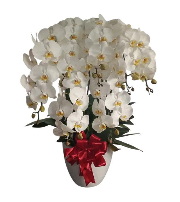 rangkaian-bunga-anggrek-vas-7-white-orchids-jakarta-chiara-florist1